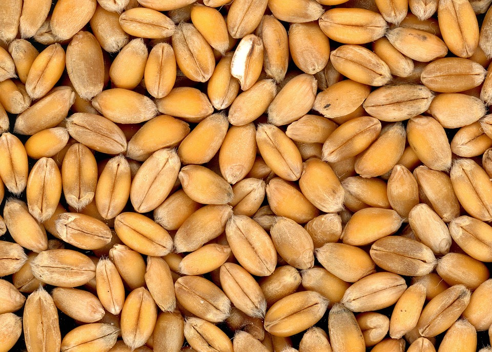 Organic Wheat