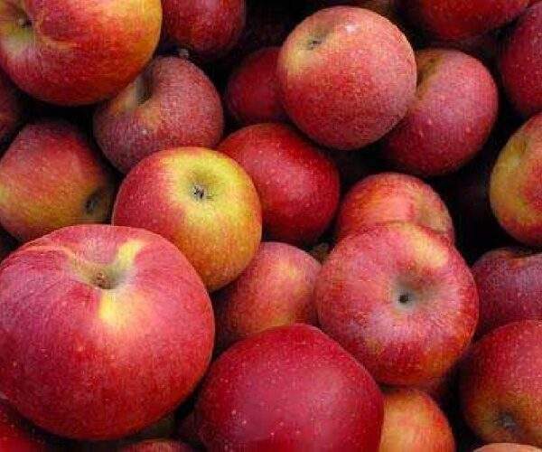 Shimla Apple 